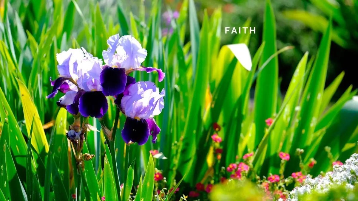 10 January 2025: Faith