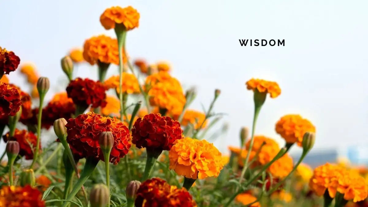 17 February 2025: Wisdom - DWC Magazine