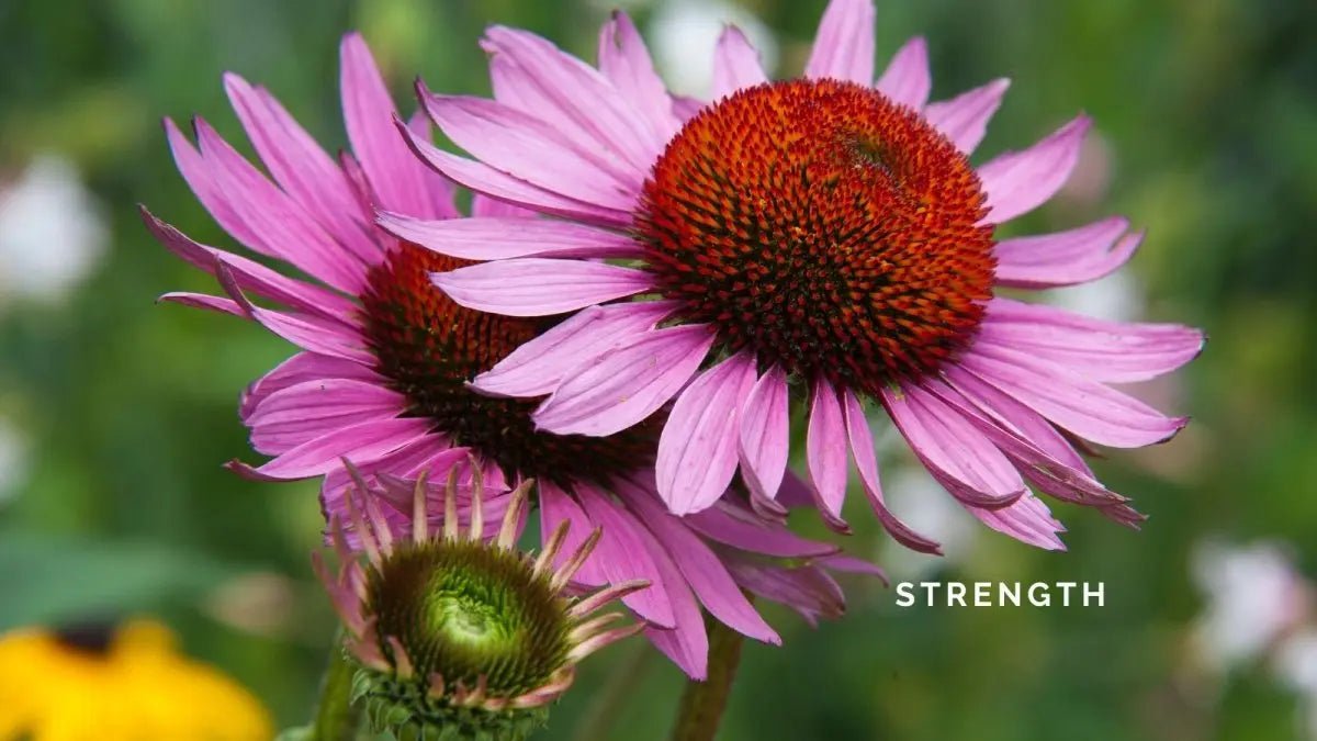 8 January 2025: Strength