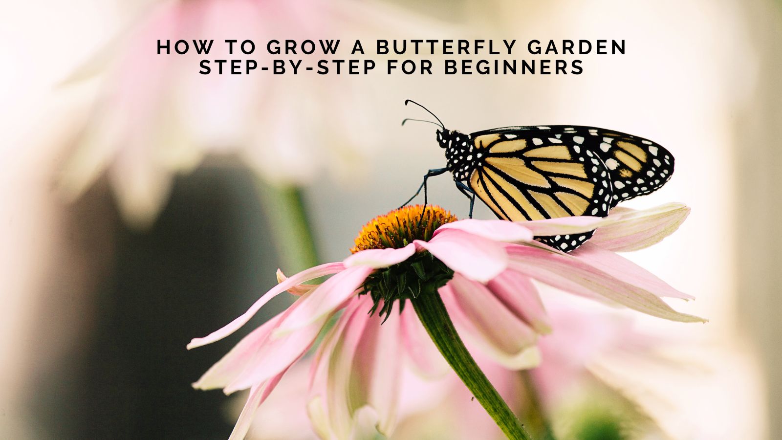 How to Grow a Butterfly Garden: Step-by-Step for Beginners