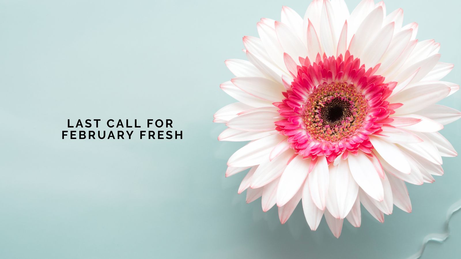 Ad: Last Call for February Fresh Giveaways