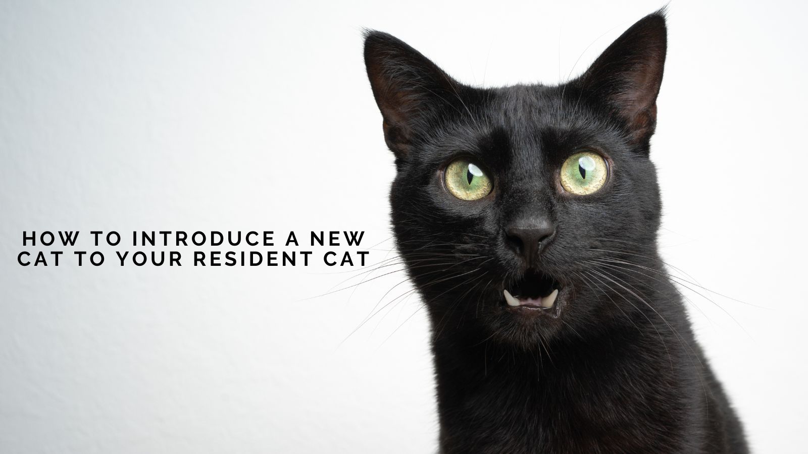 How to Introduce a New Cat to Your Resident Cat (Without All the Drama)