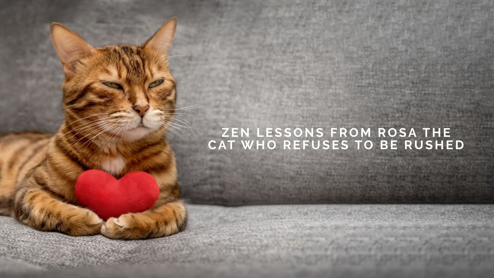 Kalen Olson On Zen Lessons From Rosa the Cat Who Refuses to Be Rushed