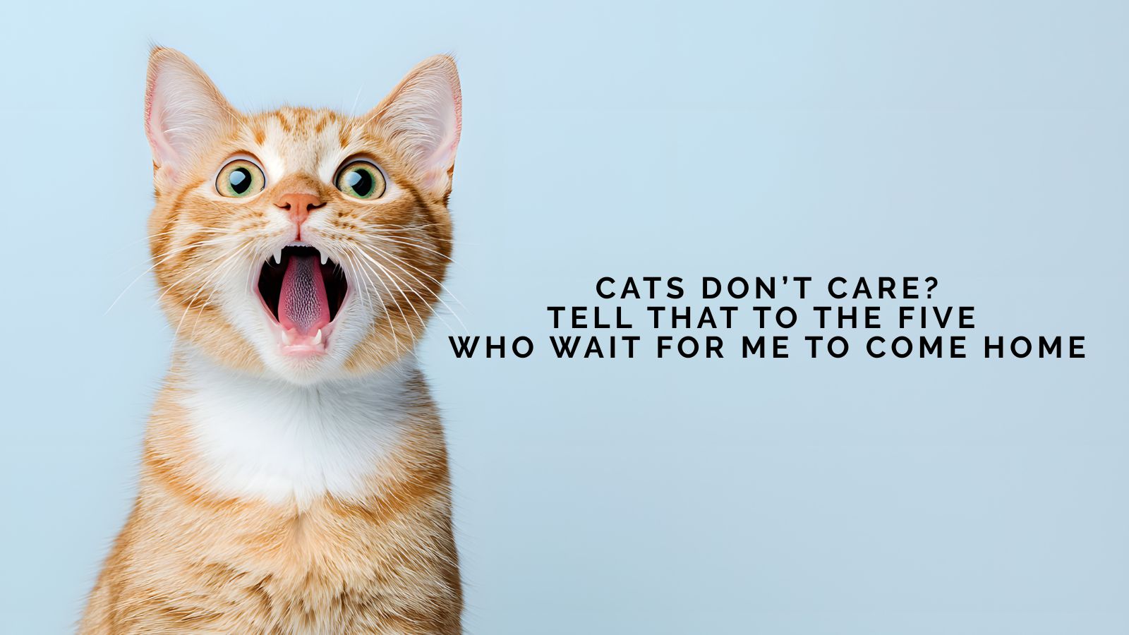 Mike Devlin Asks Cats Don’t Care? Tell That to the Five Who Wait for Me to Come Home