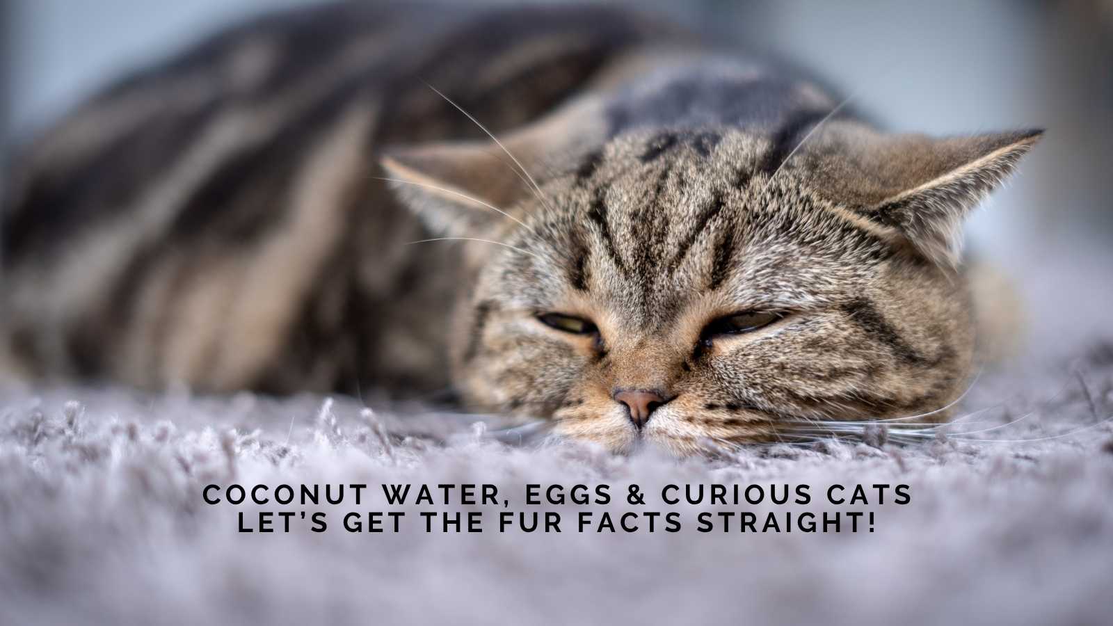 Coconut Water, Eggs & Curious Cats: Let’s Get the Fur Facts Straight!