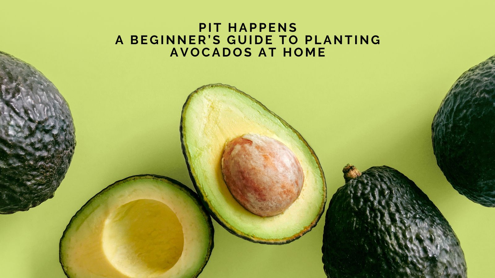 Pit Happens: A Beginner’s Guide to Planting Avocados at Home