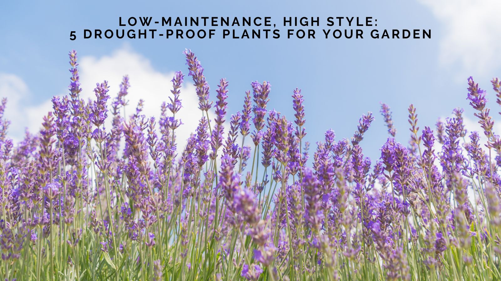 Low-Maintenance, High Style: 5 Drought-Proof Plants for Your Garden