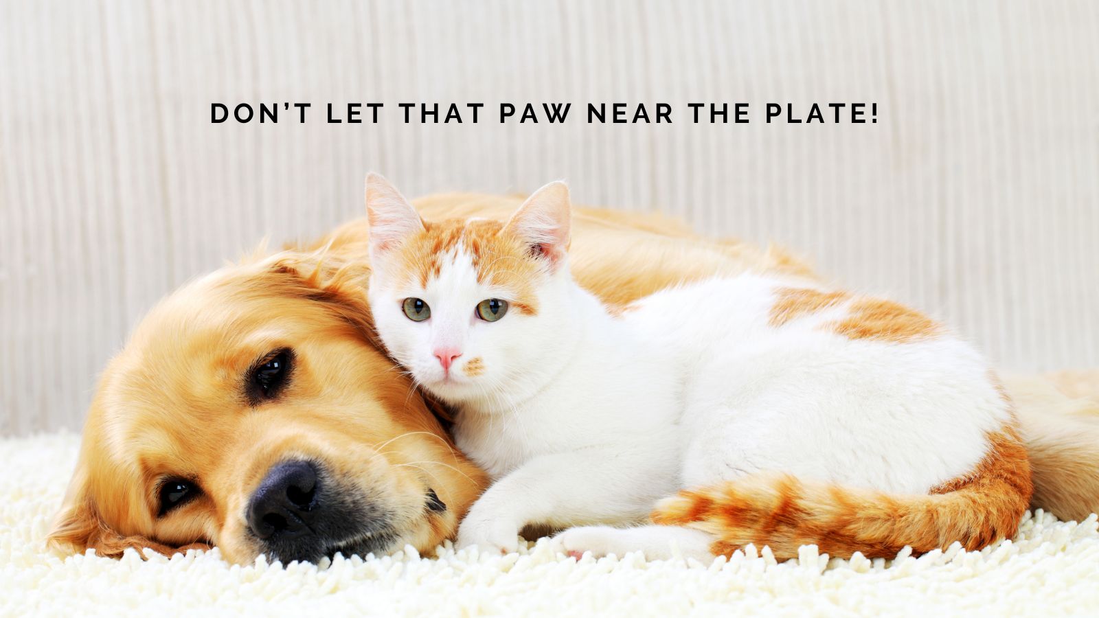Don’t Let That Paw Near the Plate! Toxic Foods Hiding in Your Kitchen