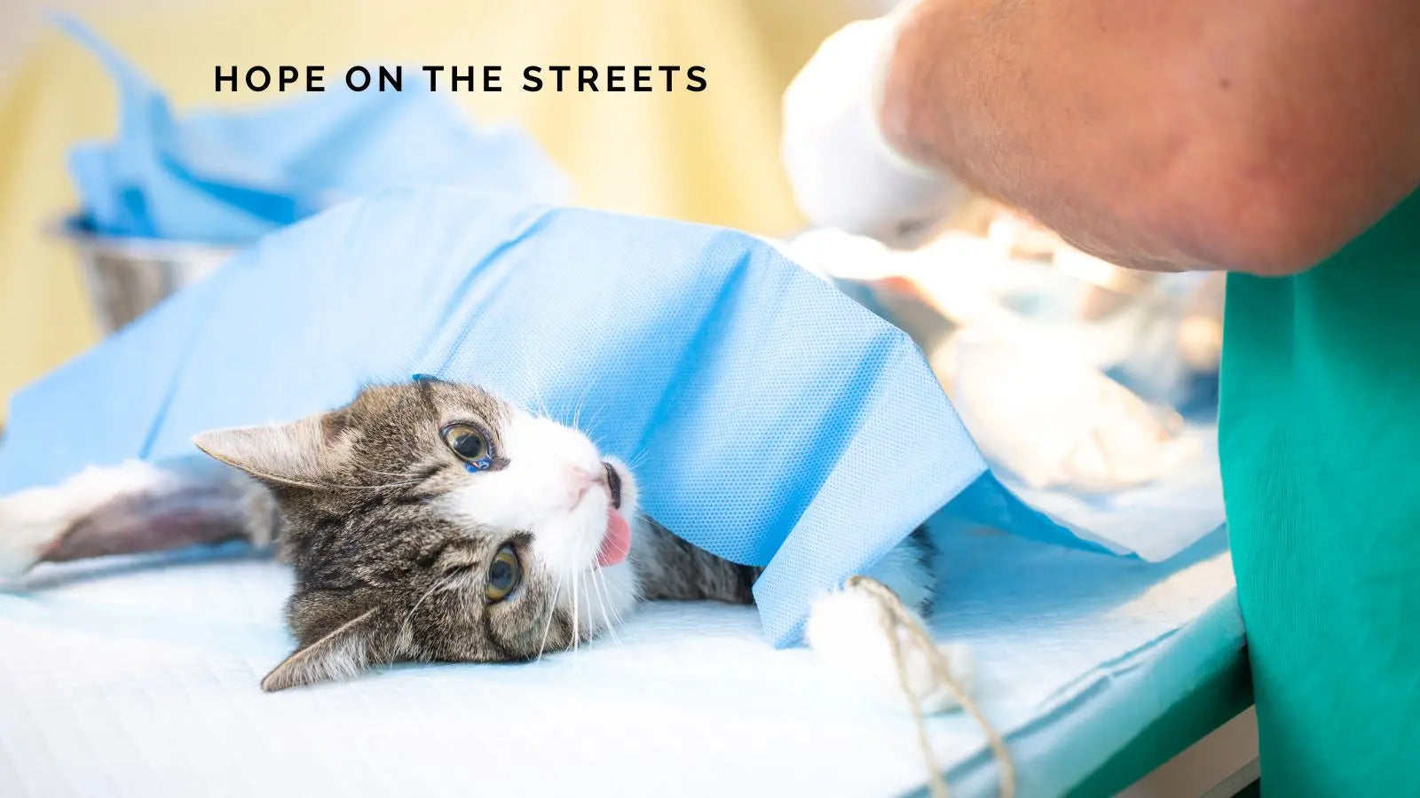 Hope on the Streets: The Life-Saving Impact of Trap, Neuter, and Rescue Programs Around the World