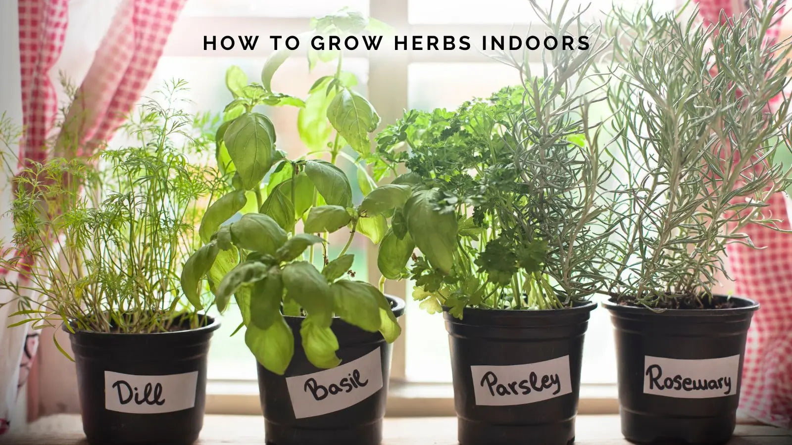 How to Grow Herbs Indoors in a Small Space (Without Losing Your Mind or Your Basil)