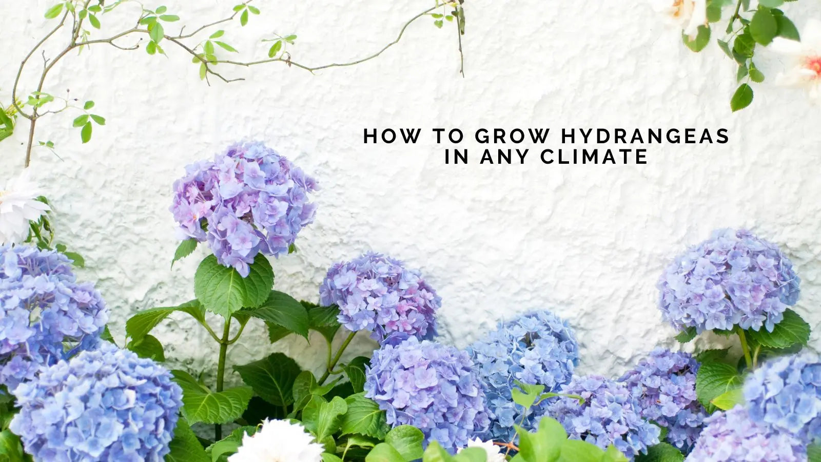 How to Grow Hydrangeas in Any Climate