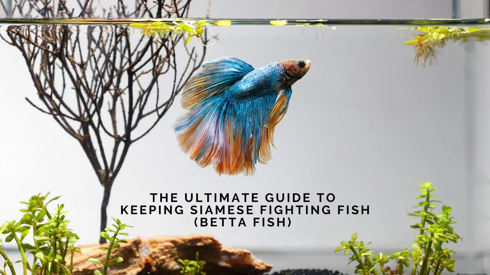 The Ultimate Guide to Keeping Siamese Fighting Fish (Betta Fish)