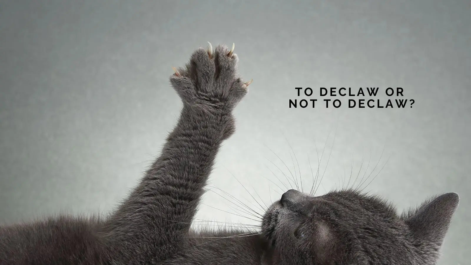 To Declaw or Not to Declaw? Let’s Talk About What’s Best for Kitty