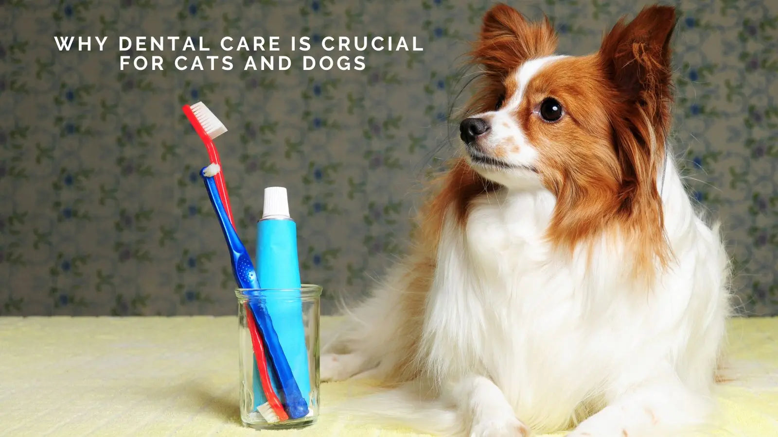 Why Dental Care is Crucial for Cats and Dogs: A Guide to Healthier Smiles and Longer Lives