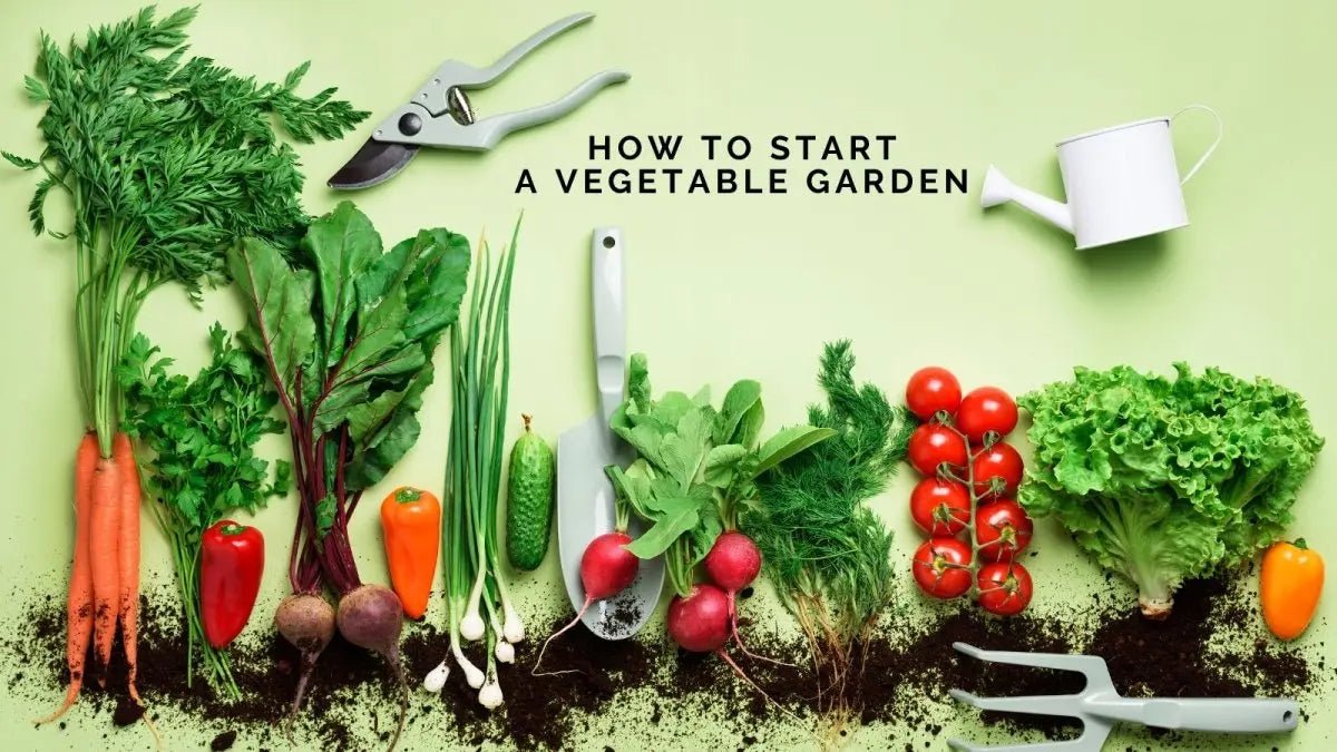 How to Start a Vegetable Garden
