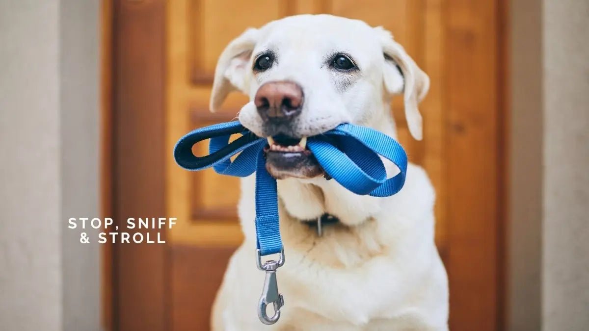 Stop, Sniff, and Stroll: How to Walk Your Dog Like a Pro (and Have a Blast!)