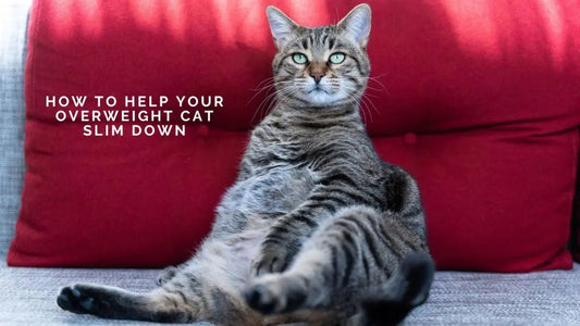How to Help Your Overweight Cat Slim Down in a Multi-Cat Household - DWC Magazine